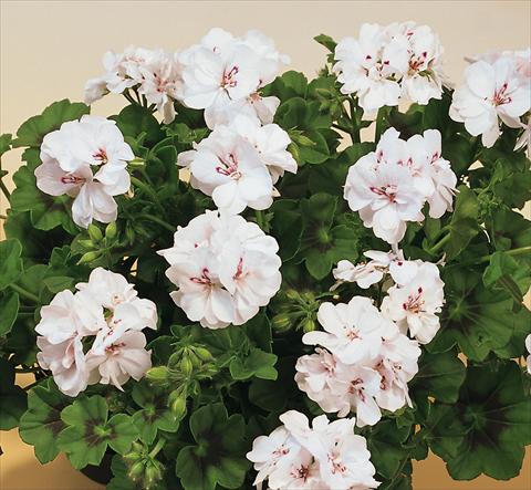 Photos von Blumenvarianten benutzt als: Topf, Terrasse, Ampel. Pelargonium peltatum SIL Toscana® Insa