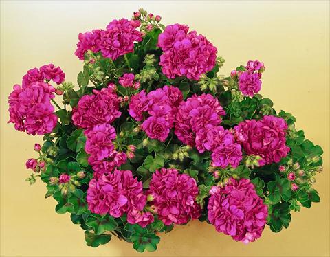 Photos von Blumenvarianten benutzt als: Topf, Terrasse, Ampel. Pelargonium peltatum SIL Toscana® Malaika