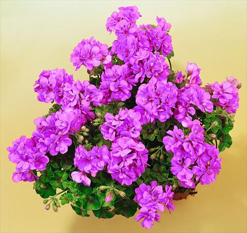 Photos von Blumenvarianten benutzt als: Topf, Terrasse, Ampel. Pelargonium peltatum SIL Toscana® Marlen