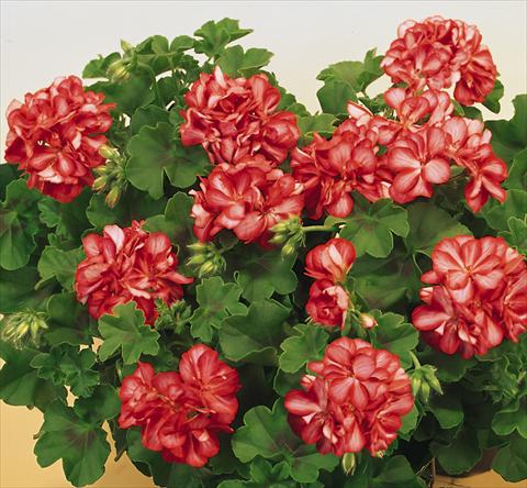 Photos von Blumenvarianten benutzt als: Topf, Terrasse, Ampel. Pelargonium peltatum SIL Toscana® Okka