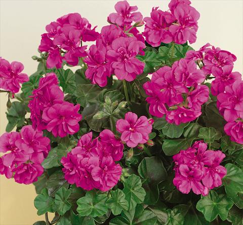 Photos von Blumenvarianten benutzt als: Topf, Terrasse, Ampel. Pelargonium peltatum SIL Toscana® Quirin