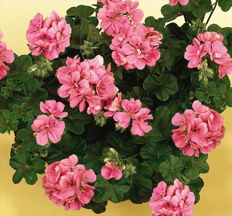 Photos von Blumenvarianten benutzt als: Topf, Terrasse, Ampel. Pelargonium peltatum SIL Toscana® Rebecca