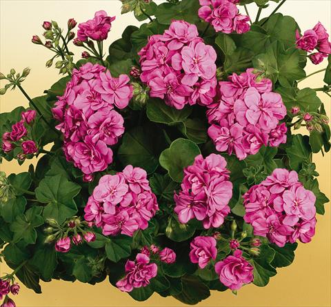 Photos von Blumenvarianten benutzt als: Topf, Terrasse, Ampel. Pelargonium peltatum SIL Toscana® Rikea