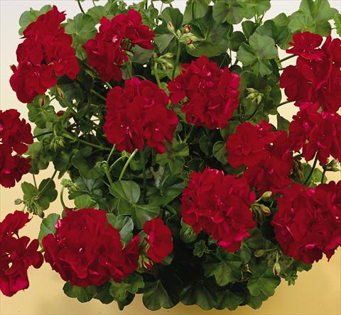 Photos von Blumenvarianten benutzt als: Topf, Terrasse, Ampel. Pelargonium peltatum SIL Toscana® Ruben