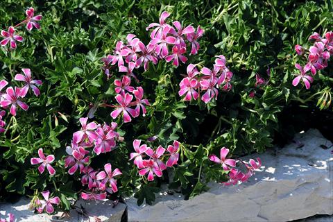 Photos von Blumenvarianten benutzt als: Topf, Terrasse, Ampel. Pelargonium peltatum SIL Toscana® Stellena compact