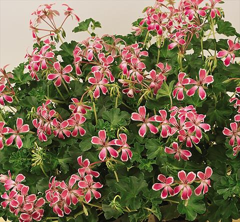 Photos von Blumenvarianten benutzt als: Topf, Terrasse, Ampel. Pelargonium peltatum SIL Toscana® Stellena