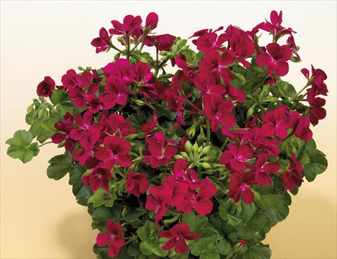Photos von Blumenvarianten benutzt als: Topf, Terrasse, Ampel. Pelargonium peltatum SIL Toscana® Villetta Burgundy