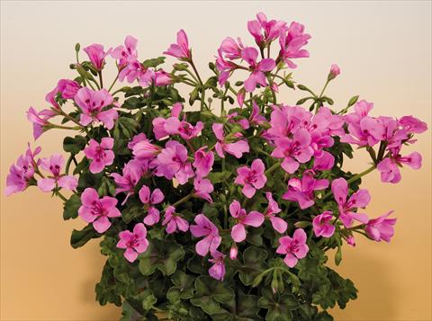 Photos von Blumenvarianten benutzt als: Topf, Terrasse, Ampel. Pelargonium peltatum SIL Toscana® Villetta Lilac