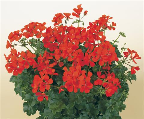 Photos von Blumenvarianten benutzt als: Topf, Terrasse, Ampel. Pelargonium peltatum SIL Toscana® Villetta Orange