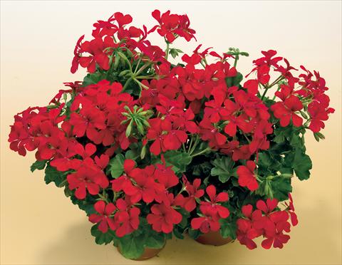 Photos von Blumenvarianten benutzt als: Topf, Terrasse, Ampel. Pelargonium peltatum SIL Toscana® Villetta Red