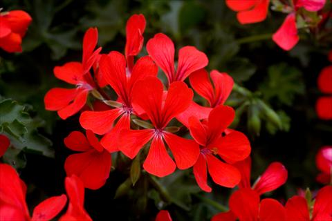 Photos von Blumenvarianten benutzt als: Topf, Terrasse, Ampel. Pelargonium peltatum Westflowers® Ville Super Red