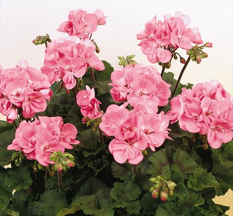 Photos von Blumenvarianten benutzt als: Topf, Beet, Terrasse Pelargonium zonale SIL Toscana® Anne
