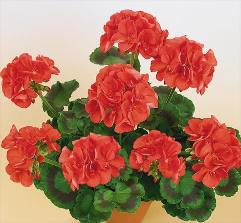 Photos von Blumenvarianten benutzt als: Topf, Beet, Terrasse Pelargonium zonale SIL Toscana® Aurora