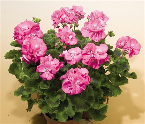 Photos von Blumenvarianten benutzt als: Topf, Beet, Terrasse Pelargonium zonale SIL Toscana® Birte