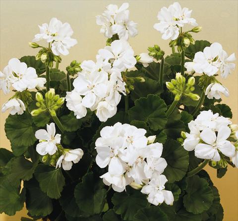 Photos von Blumenvarianten benutzt als: Topf, Beet, Terrasse Pelargonium zonale SIL Toscana® Cato