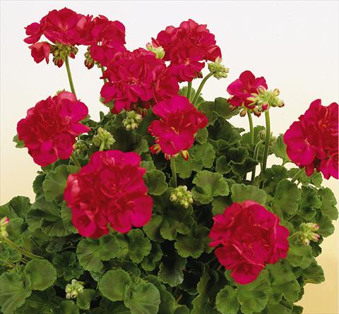 Photos von Blumenvarianten benutzt als: Topf, Beet, Terrasse Pelargonium zonale SIL Toscana® Frauke