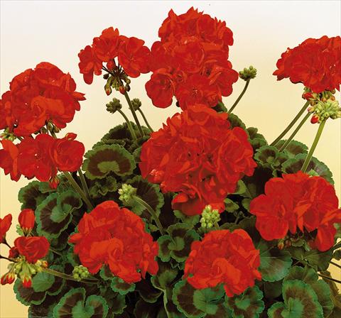 Photos von Blumenvarianten benutzt als: Topf, Beet, Terrasse Pelargonium zonale SIL Toscana® Herma