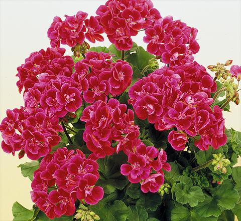 Photos von Blumenvarianten benutzt als: Topf, Beet, Terrasse Pelargonium zonale SIL Toscana® Hero