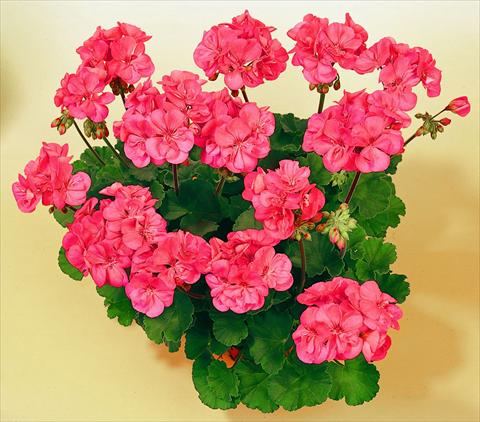 Photos von Blumenvarianten benutzt als: Topf, Beet, Terrasse Pelargonium zonale SIL Toscana® Lisa