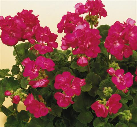 Photos von Blumenvarianten benutzt als: Topf, Beet, Terrasse Pelargonium zonale SIL Toscana® Merle