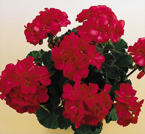 Photos von Blumenvarianten benutzt als: Topf, Beet, Terrasse Pelargonium zonale SIL Toscana® Onno