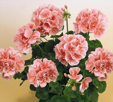 Photos von Blumenvarianten benutzt als: Topf, Beet, Terrasse Pelargonium zonale SIL Toscana® Silke