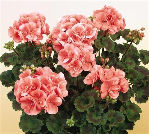 Photos von Blumenvarianten benutzt als: Topf, Beet, Terrasse Pelargonium zonale SIL Toscana® Soren