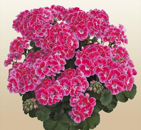Photos von Blumenvarianten benutzt als: Topf, Beet, Terrasse Pelargonium zonale SIL Toscana® Tammo