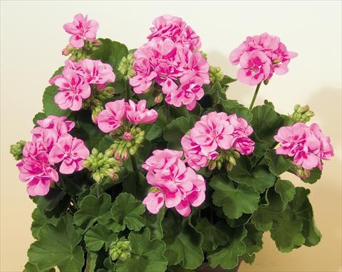 Photos von Blumenvarianten benutzt als: Topf, Beet, Terrasse Pelargonium zonale SIL Toscana® Vera