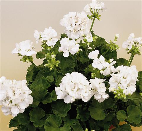 Photos von Blumenvarianten benutzt als: Topf, Beet, Terrasse Pelargonium zonale SIL Toscana® Wenke