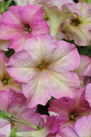 Photos von Blumenvarianten benutzt als: Topf, Beet, Terrasse, Ampel Petunia grandiflora Sophistica Antique Shades
