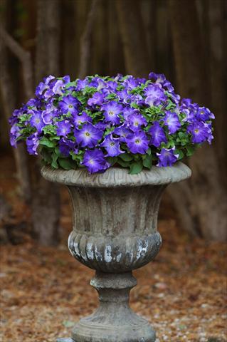 Photos von Blumenvarianten benutzt als: Topf, Beet, Terrasse, Ampel Petunia grandiflora Sophistica Blue Morn