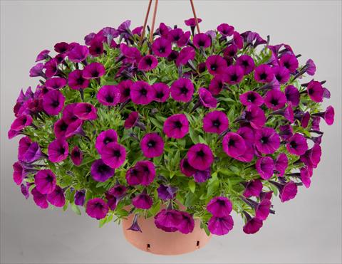 Photos von Blumenvarianten benutzt als: Topf, Terrasse, Ampel. Petunia mini Perla® Bordeaux