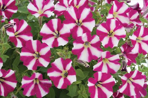 Photos von Blumenvarianten benutzt als: Topf, Terrasse, Ampel. Petunia mini Perla® Burgundy Bicolour