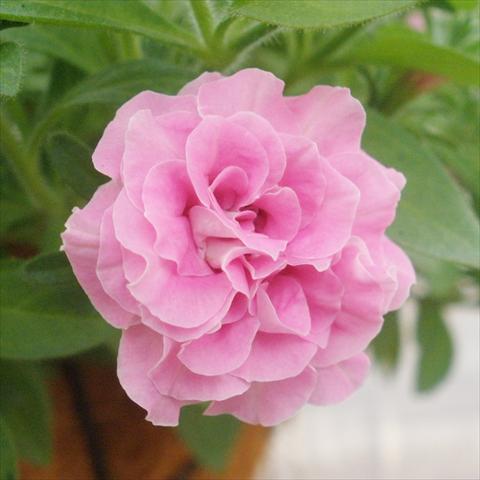Photos von Blumenvarianten benutzt als: Topf, Terrasse, Ampel. Petunia mini Perla® Double Pink