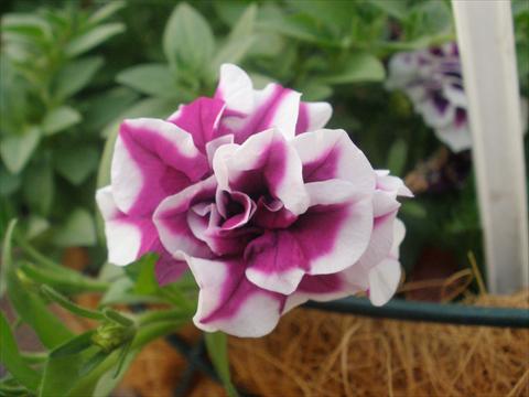 Photos von Blumenvarianten benutzt als: Topf, Terrasse, Ampel. Petunia mini Perla® Double Purple Picotee