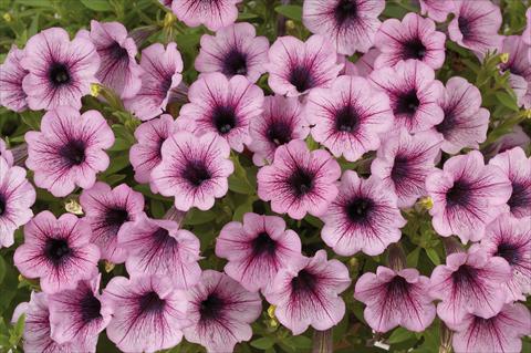 Photos von Blumenvarianten benutzt als: Topf, Terrasse, Ampel. Petunia mini Perla® Pink Vein