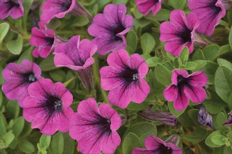 Photos von Blumenvarianten benutzt als: Topf, Terrasse, Ampel. Petunia mini Perla® Purple