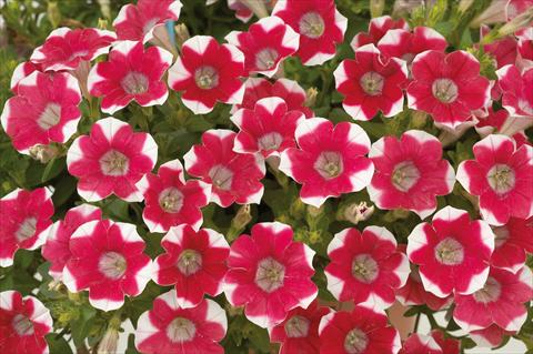 Photos von Blumenvarianten benutzt als: Topf, Terrasse, Ampel. Petunia mini Perla® Red Bicolour