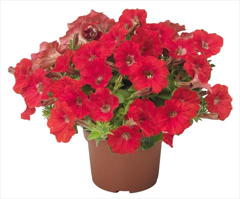 Photos von Blumenvarianten benutzt als: Topf, Terrasse, Ampel. Petunia mini Perla® Red