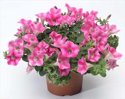 Photos von Blumenvarianten benutzt als: Topf, Terrasse, Ampel. Petunia mini Perla® Rose Bicolour