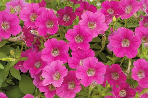 Photos von Blumenvarianten benutzt als: Topf, Terrasse, Ampel. Petunia mini Perla® Rose