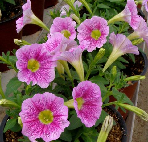 Photos von Blumenvarianten benutzt als: Topf, Terrasse, Ampel. Petunia mini Perla® Shell Pink Vein yellow eye