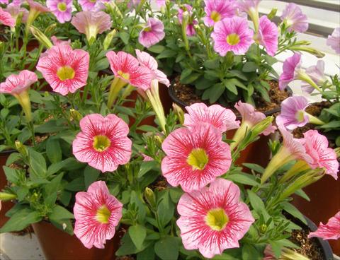 Photos von Blumenvarianten benutzt als: Topf, Terrasse, Ampel. Petunia mini Perla® Shell Salmon Vein yellow eye