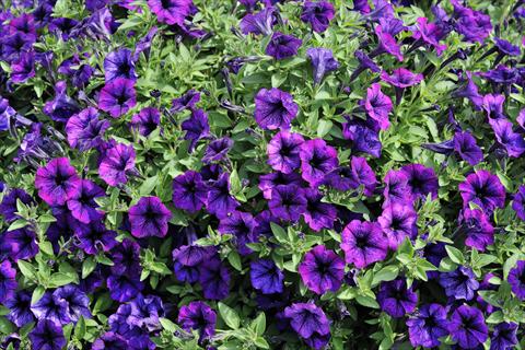 Photos von Blumenvarianten benutzt als: Topf, Terrasse, Ampel. Petunia mini Perla® Violet