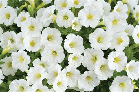 Photos von Blumenvarianten benutzt als: Topf, Terrasse, Ampel. Petunia mini Perla® White