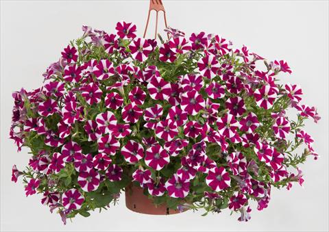 Photos von Blumenvarianten benutzt als: Topf, Terrasse, Ampel. Petunia Sentunia® Burgundy Bicolour