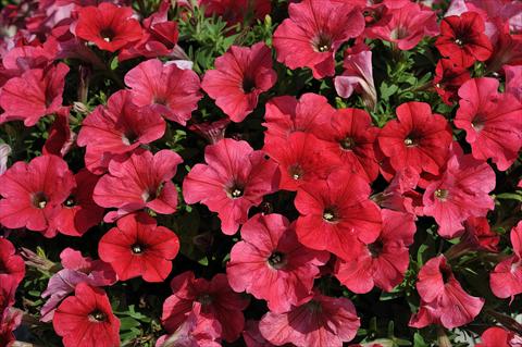 Photos von Blumenvarianten benutzt als: Topf, Terrasse, Ampel. Petunia Sentunia® Coral