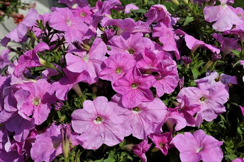 Photos von Blumenvarianten benutzt als: Topf, Terrasse, Ampel. Petunia Sentunia® Pink