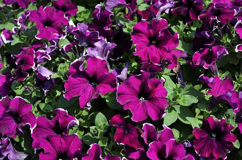 Photos von Blumenvarianten benutzt als: Topf, Terrasse, Ampel. Petunia Sentunia® Purple Picotee